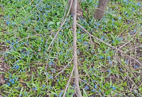 Мастер-класс «Весна в лесу»