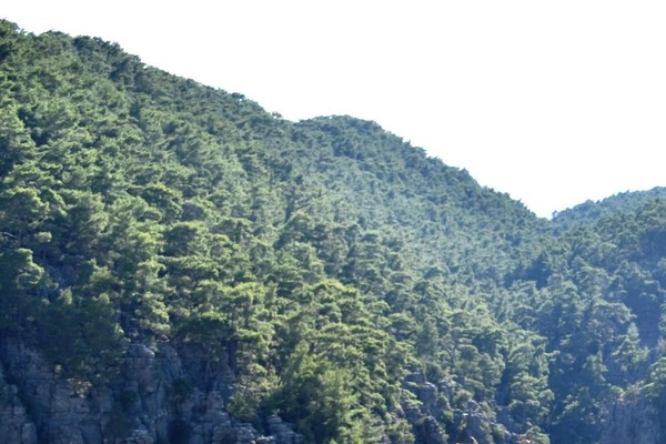 «Зеленый день»