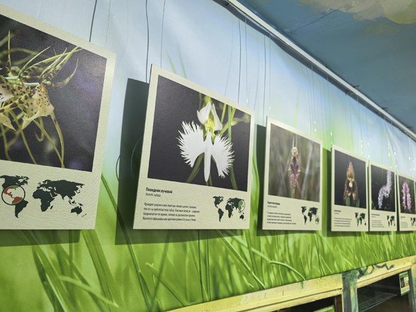 Выставка «Орхидеи Тульского края»