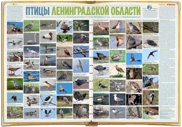 И птицы летят над Землею