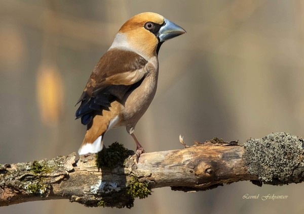 Выставка «Ангел неба»
