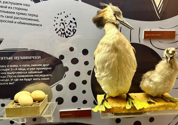 Выставка «Королева спокойного озера»