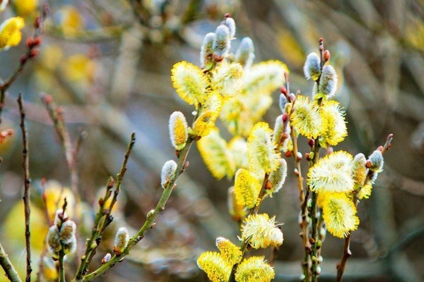 Развлекательная программа «Апрель, танцуй веселей!»
