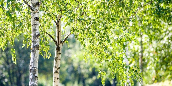 Литературно-музыкальный вечер «Я люблю тебя, Россия»