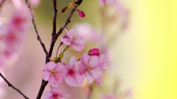 Босиком до весны