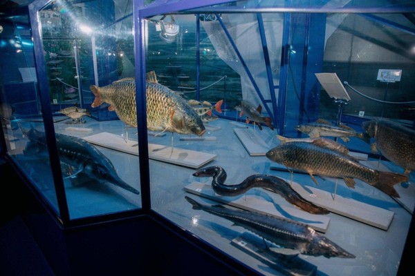 Тематическое мероприятие «Рыбные тайны: погружение в науку»