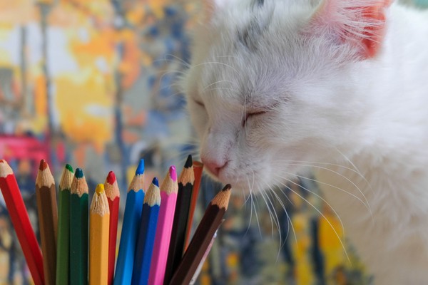 Кошачья вселенная