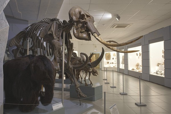 Постоянная экспозиция Музея природы