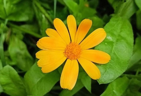 Спектакль «Цветик-семицветик»