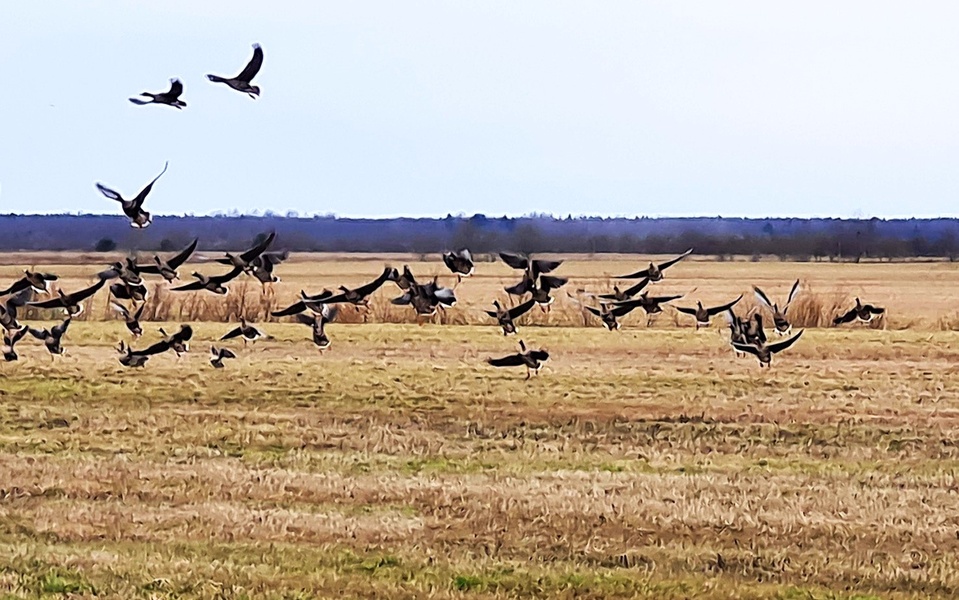 Олония - гусиная столица. Орнитологический тур в Карелию (2 дня)