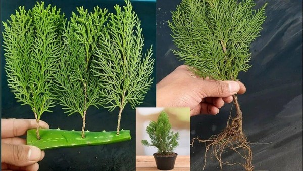 «Туя и можжевельник: черенкование и обмен опытом»