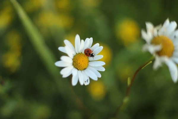 Вечер в TED-формате «7 минут ради красоты Природы»