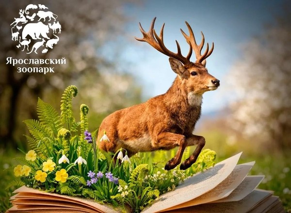 Животные нашей планеты, и мы за них в ответе