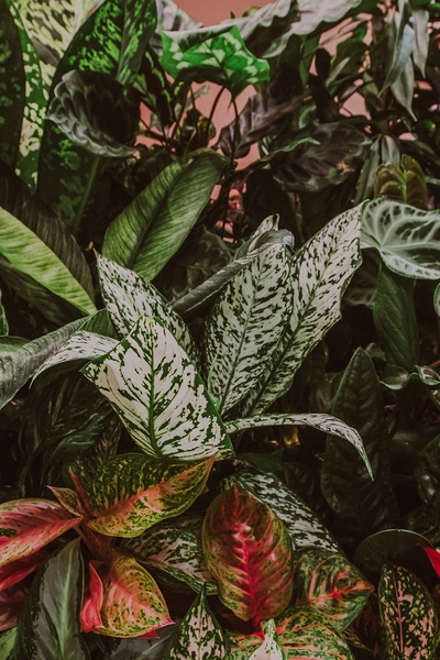 Зелёный фестиваль Гроубокс Маркет