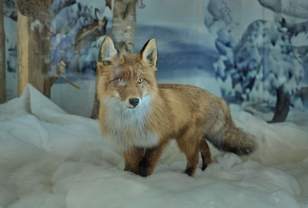 Экскурсия «Биоразнообразие региона»