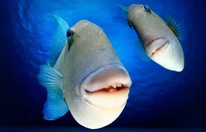 Тимур Чернов. Кто живет на дне океана?