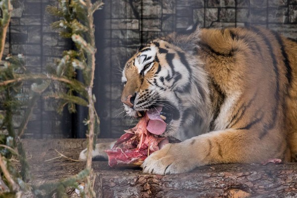 Показательное кормление амурского тигра Глории