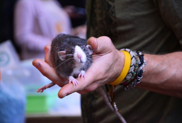 Декоративные крысы