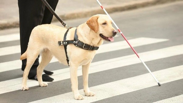 «Вместе видеть мир»