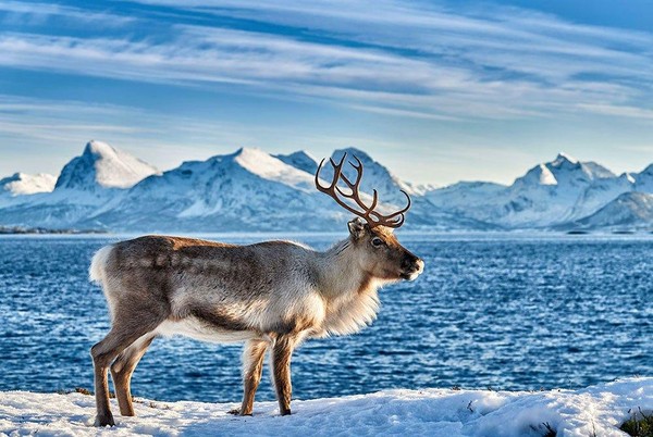 Экологическая панорама «Животные Крайнего Севера»
