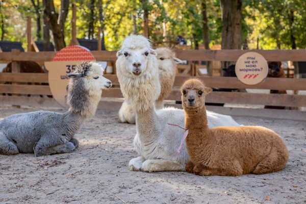 Экскурсия в будни в парк альпак «Пача мама»