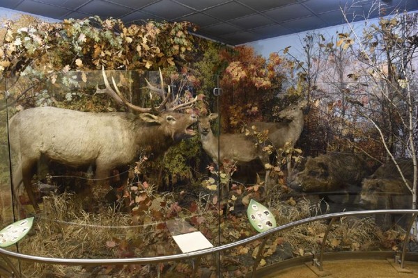 Экспозиция Музея природы