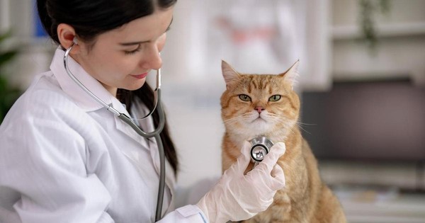 Беседа «Помогите братьям меньшим