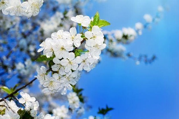 Интеллектуальная игра «Первомай»