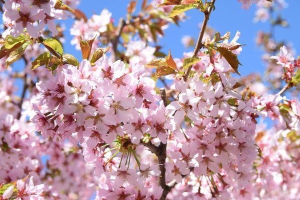 Мастер–класс «Праздник весны и труда»