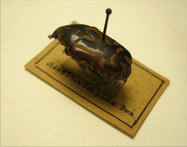 Виртуальная выставка «Insecta magna et bellissima»