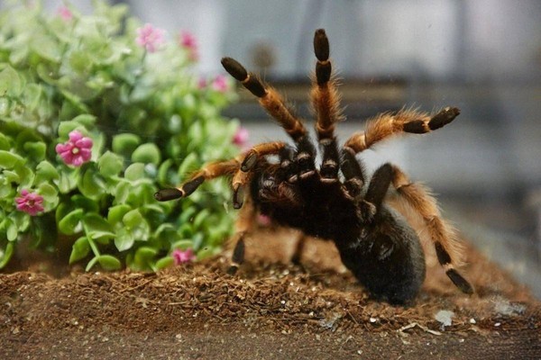 Выставка «Планета пауков»