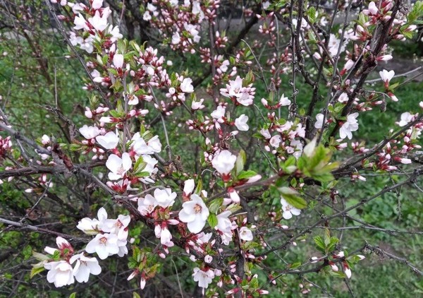 Мастер-класс «Весенний сад»