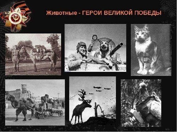 Час интересной информации «Животные герои»