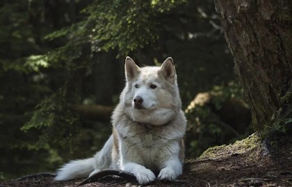 Карельские хаски и мраморный мир
