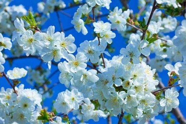 Час истории «Праздник Весны и Труда»