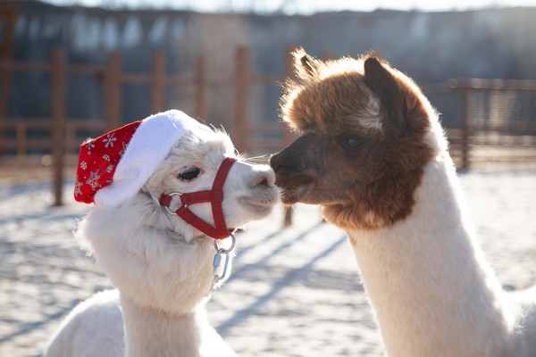 Экскурсия в выходные дни в парк альпак «Пача мама»