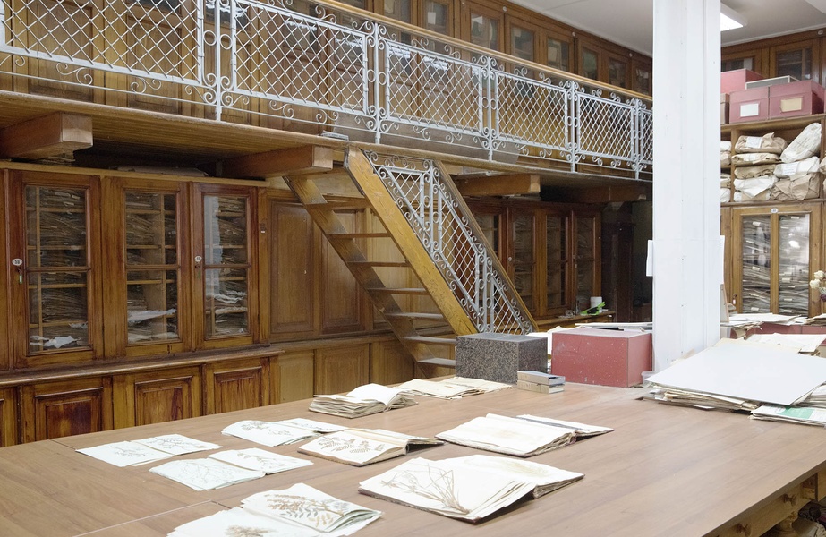 Гербарий СПбГУ. Экскурсия со специалистом