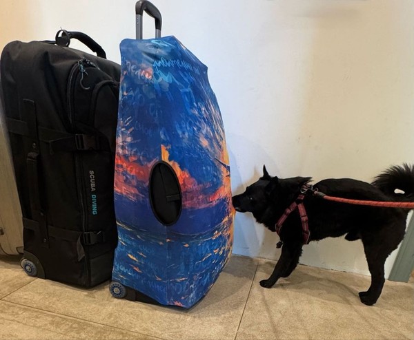 Собака на таможне