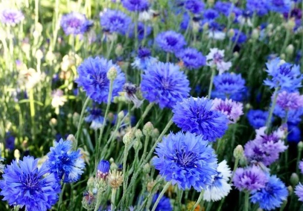 Творческий вечер Любови Тарасовой-Никитиной «Васильковое счастье»