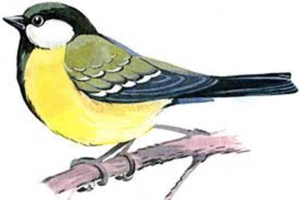 Пернатые истории «Синицы-озорницы и другие птицы»