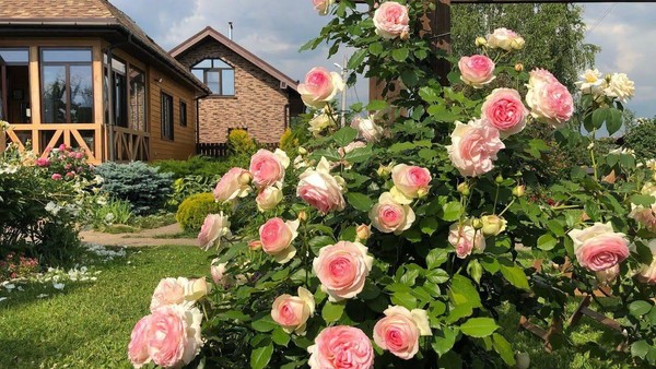 «Магия роз: ландшафт и агротехника»