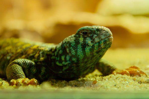 Интерактив «Ням-ням шоу»