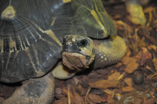 Встреча «Животное дня»