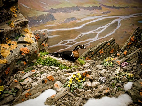 Тематическая экскурсия «Природа Таймыра»