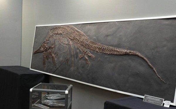 Выставка «Древняя жизнь»