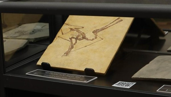 Экскурсия по выставке «Древняя жизнь»