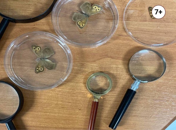 Интерактивно-образовательная программа «Лаборатория «Крылатое чудо»