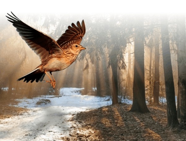 Интерактивно-образовательная программа «Весна у крыльца»