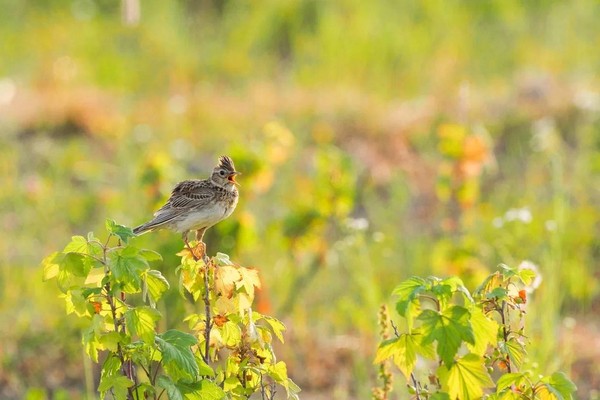Выставка «Неба жители»
