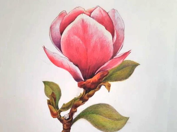 Музейное занятие «Зарисовки карандашом. Магнолия»